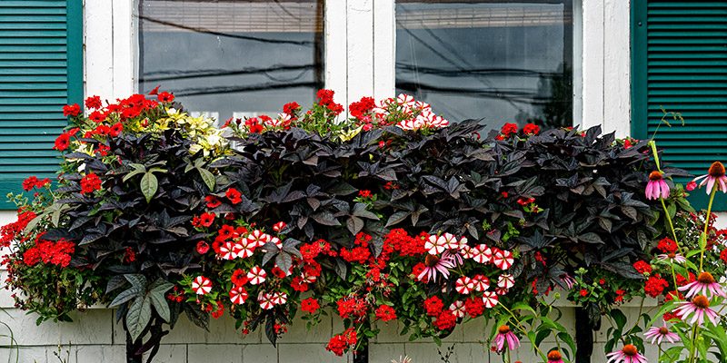 summer window planters